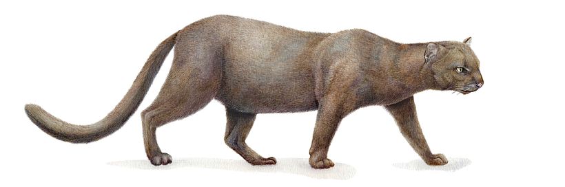  Yaguarundí - 𝘏𝘦𝘳𝘱𝘢𝘪𝘭𝘶𝘳𝘶𝘴 𝘺𝘢𝘨𝘰𝘶𝘢𝘳𝘰𝘶𝘯𝘥𝘪 0