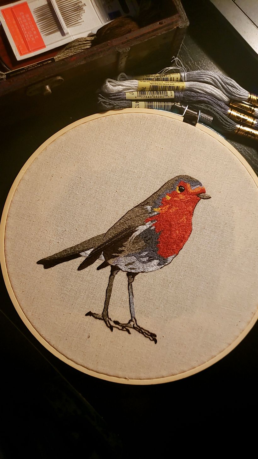 Close up of the robin redbreast