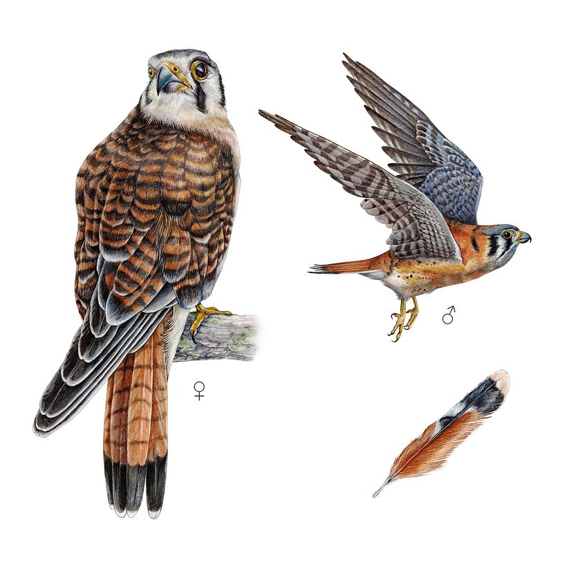 Cernícalo Americano -  𝘍𝘢𝘭𝘤𝘰 𝘴𝘱𝘢𝘳𝘷𝘦𝘳𝘪𝘶𝘴 3