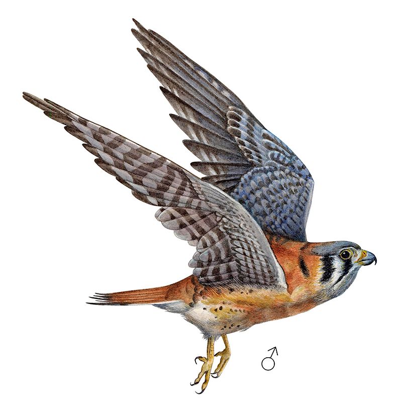 Cernícalo Americano -  𝘍𝘢𝘭𝘤𝘰 𝘴𝘱𝘢𝘳𝘷𝘦𝘳𝘪𝘶𝘴 2