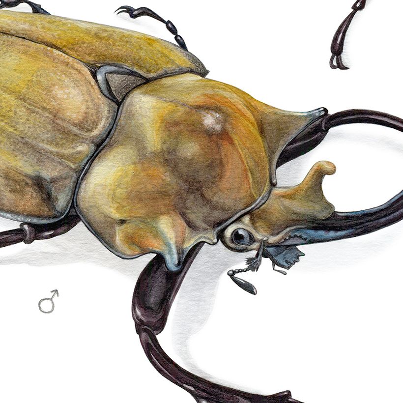 escarabajo elefante - 𝘔𝘦𝘨𝘢𝘴𝘰𝘮𝘢 𝘦𝘭𝘦𝘱𝘩𝘢𝘴 1