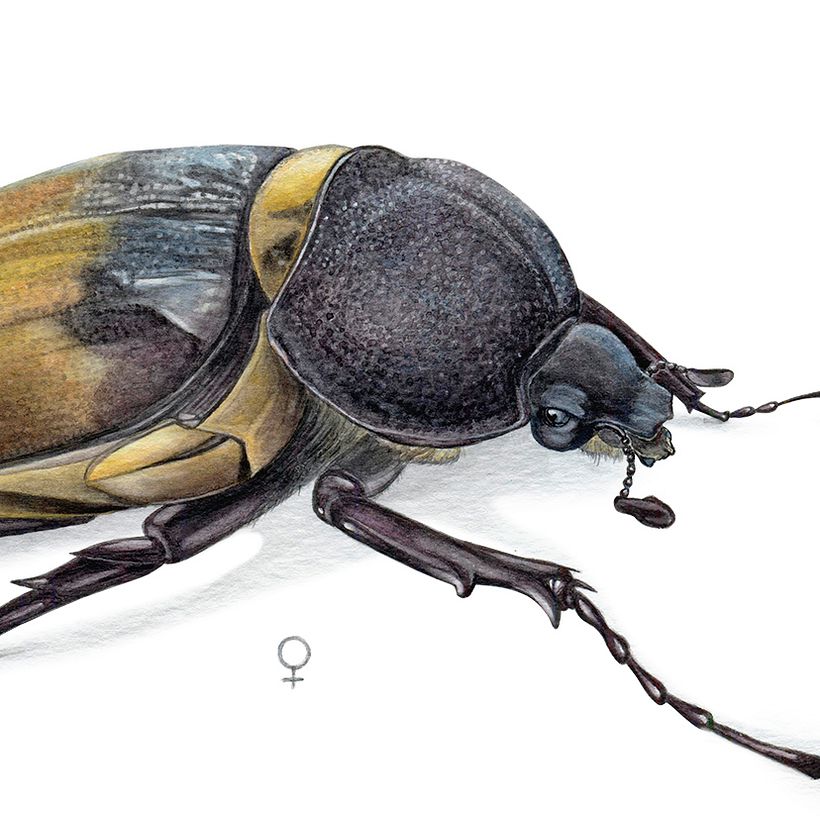 escarabajo elefante - 𝘔𝘦𝘨𝘢𝘴𝘰𝘮𝘢 𝘦𝘭𝘦𝘱𝘩𝘢𝘴 1