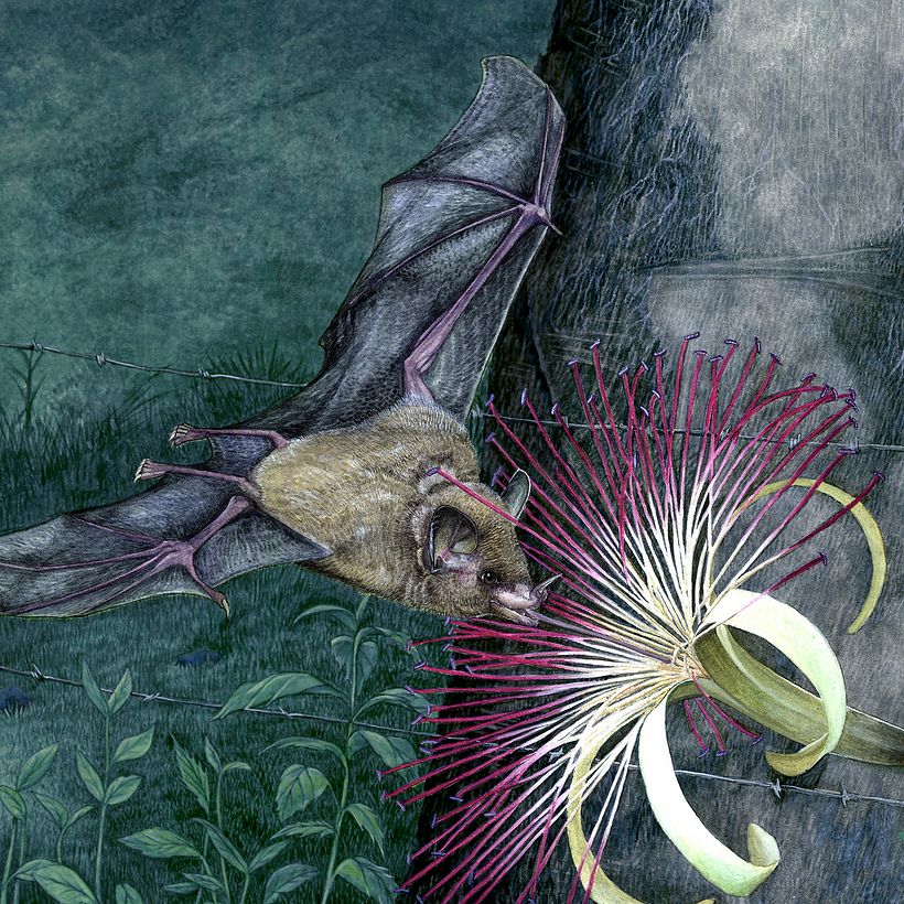 Nectívoro - 𝘎𝘭𝘰𝘴𝘴𝘰𝘱𝘩𝘢𝘨𝘢 𝘴𝘰𝘳𝘪𝘤𝘪𝘯𝘢  