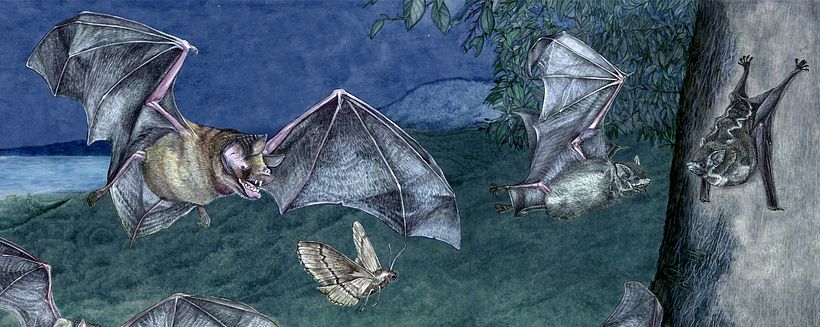 Insectívoro (Se alimenta de insectos)  - 𝘗𝘵𝘦𝘳𝘰𝘯𝘰𝘵𝘶𝘴 𝘱𝘢𝘳𝘯𝘦𝘭𝘭𝘪𝘪 - 𝘚𝘢𝘤𝘤𝘰𝘱𝘵𝘦𝘳𝘺𝘹 𝘣𝘪𝘭𝘪𝘯𝘦𝘢𝘵𝘢 