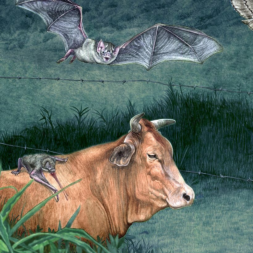 Hematófago (Se alimenta de sangre)  - Vampiro común - 𝘋𝘦𝘴𝘮𝘰𝘥𝘶𝘴 𝘳𝘰𝘵𝘶𝘯𝘥𝘶𝘴