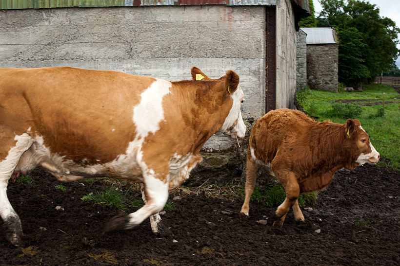 The Scarred Landscape 19