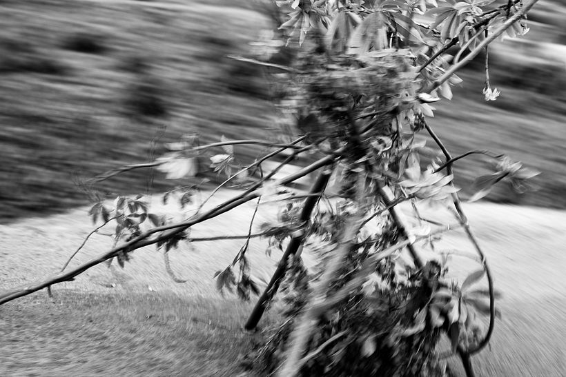 Who gave you the roses? 3