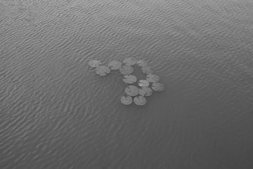 Who gave you the roses? 4