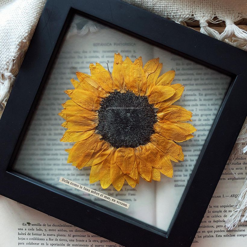 Girasol prensado. 15x15 cm. Happy Green Family 2020