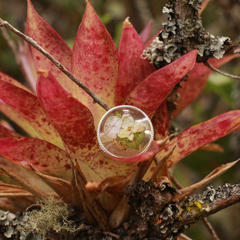 Flor interior de Huitaca. 2019