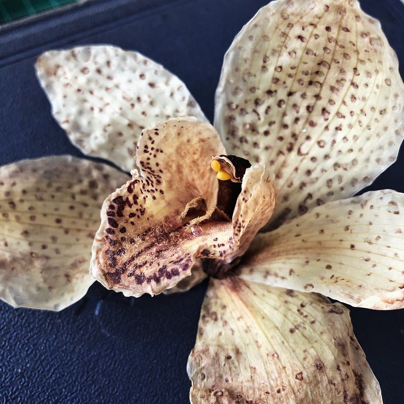 Orchid preserved in silica. Happy Green Family