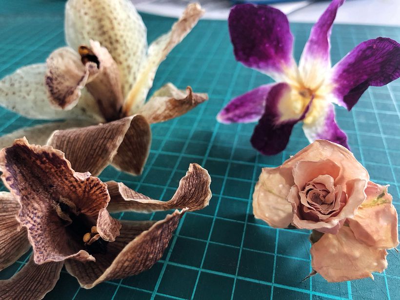 Flowers preserved in silica. Happy Green Family