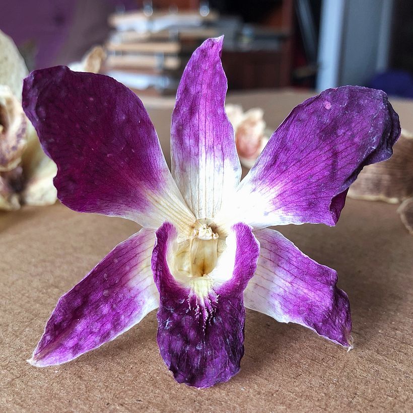 Orchid preserved in silica. Happy Green Family