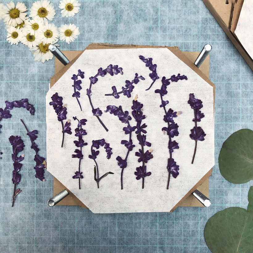 Prensa Happy Green Family