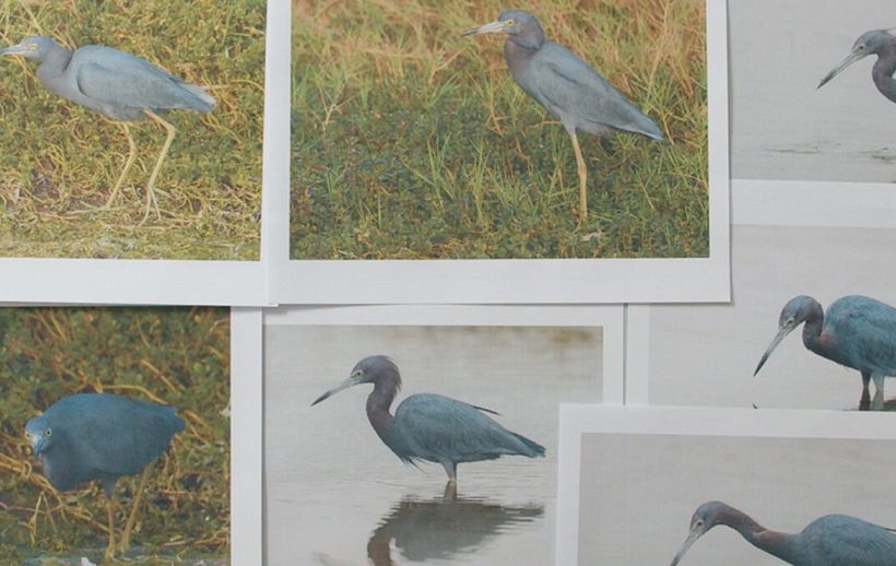 La importancia de observar a la hora de dibujar aves 11