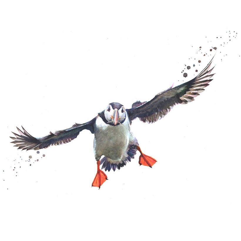Puffin in flight 0