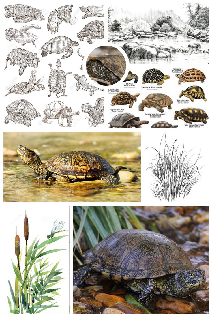 MoodBoard O sapoconcho en su medio natural