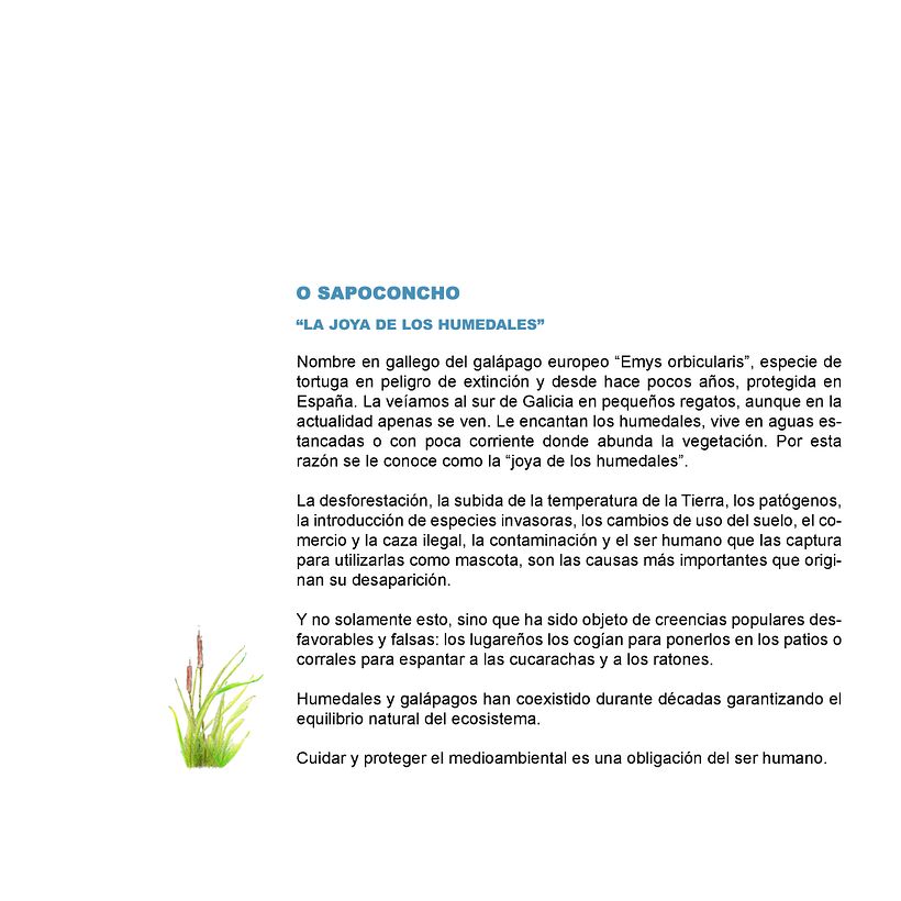 O sapoconcho. la joya de los humedales