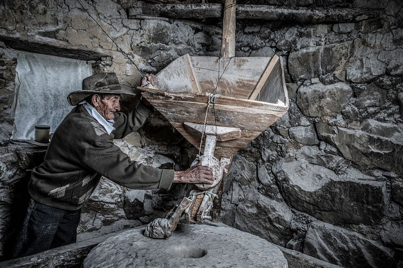 Trigo, un producto ancestral que se esta perdiendo 9