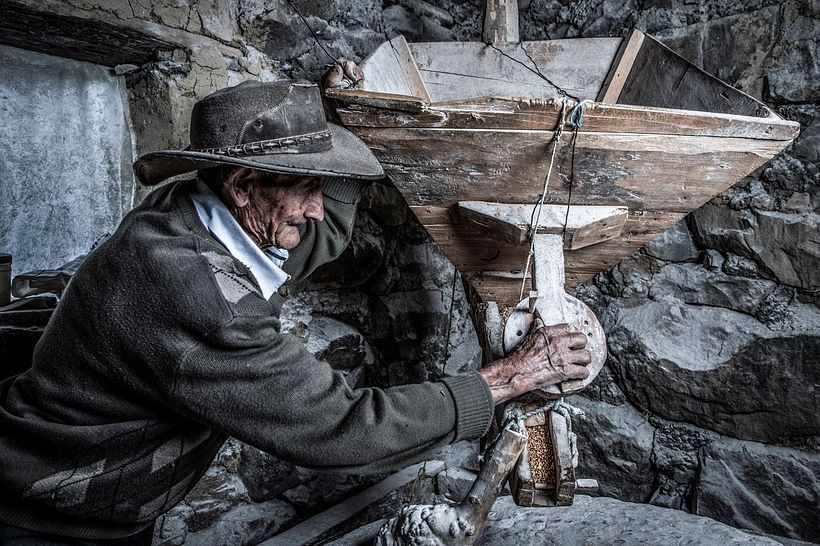 Trigo, un producto ancestral que se esta perdiendo 11
