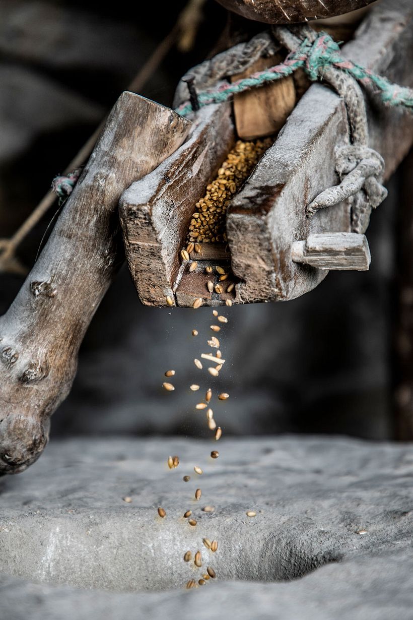 Trigo, un producto ancestral que se esta perdiendo 13