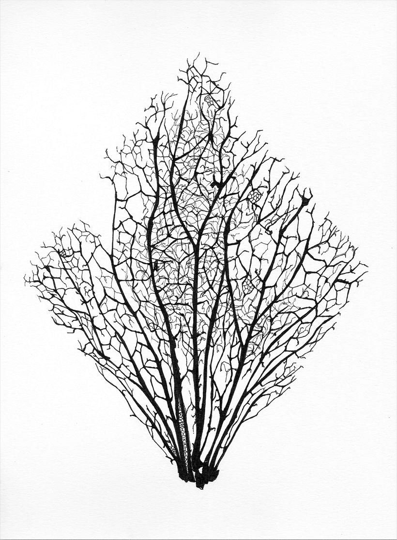 Los días en un patrón de rombos 12