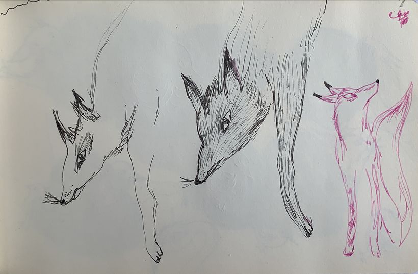 Sketching fox