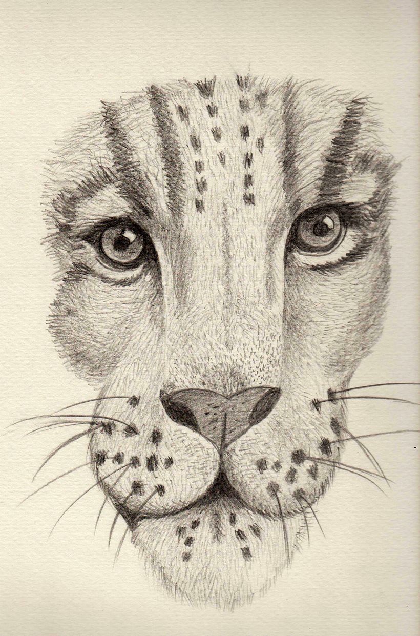 ANIMALES SALVAJES 1