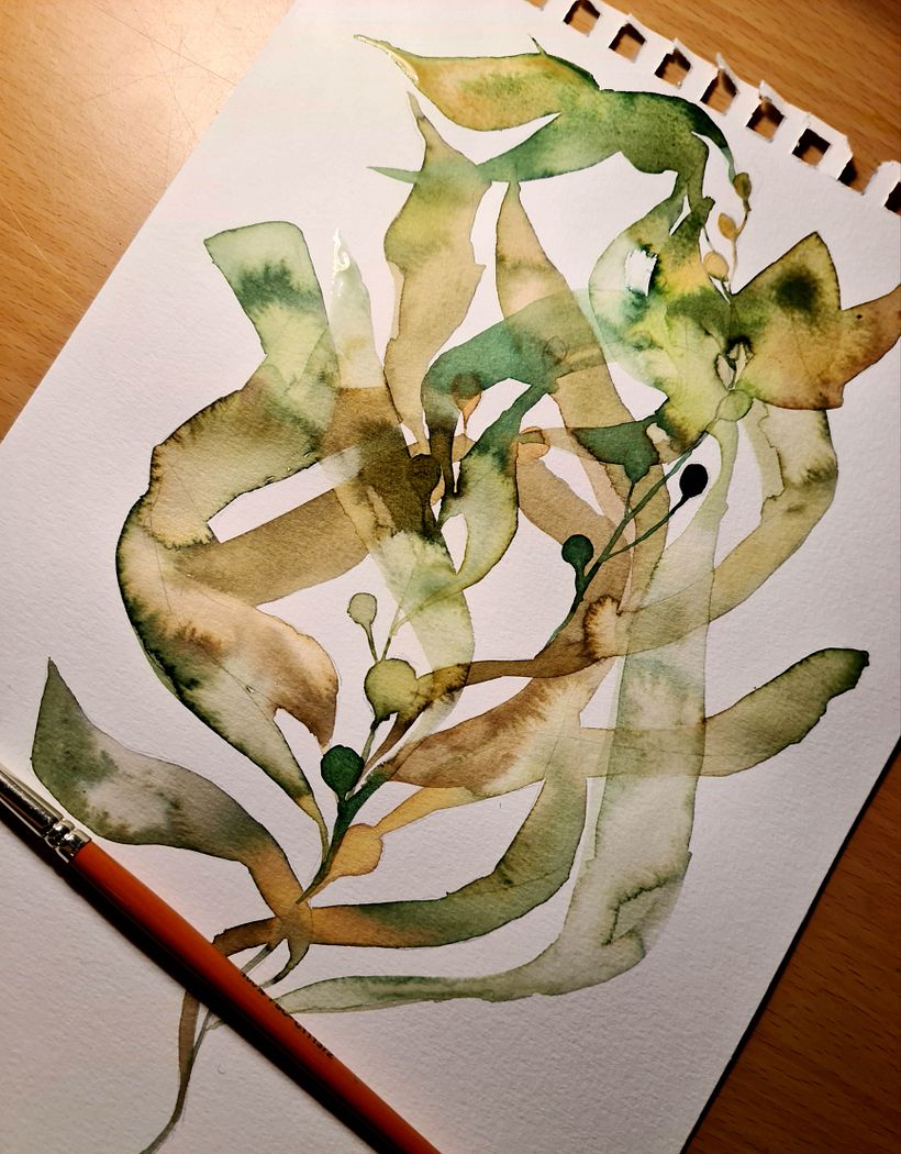 Octopus Vulgaris Illustration 4