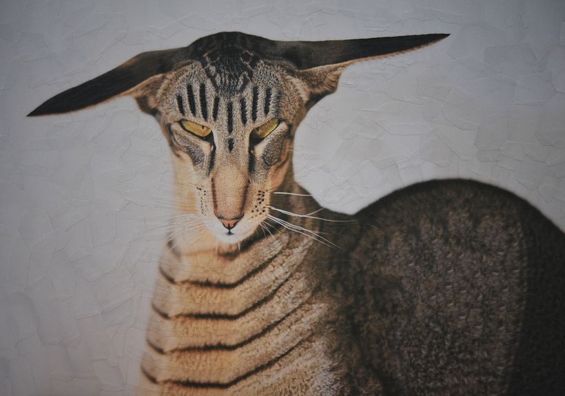 Hardy, 16,5 x 11,5 inch