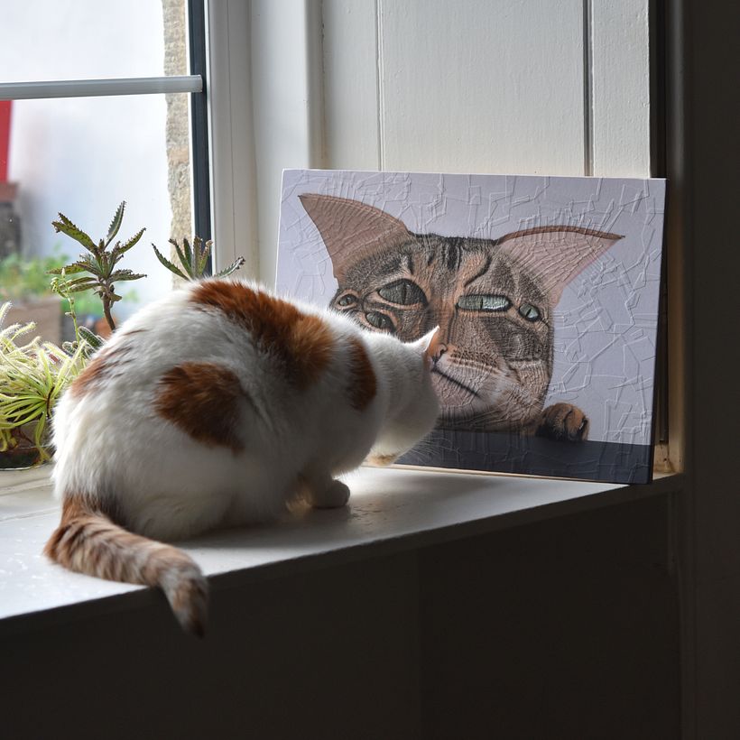 Katten en honden V 10