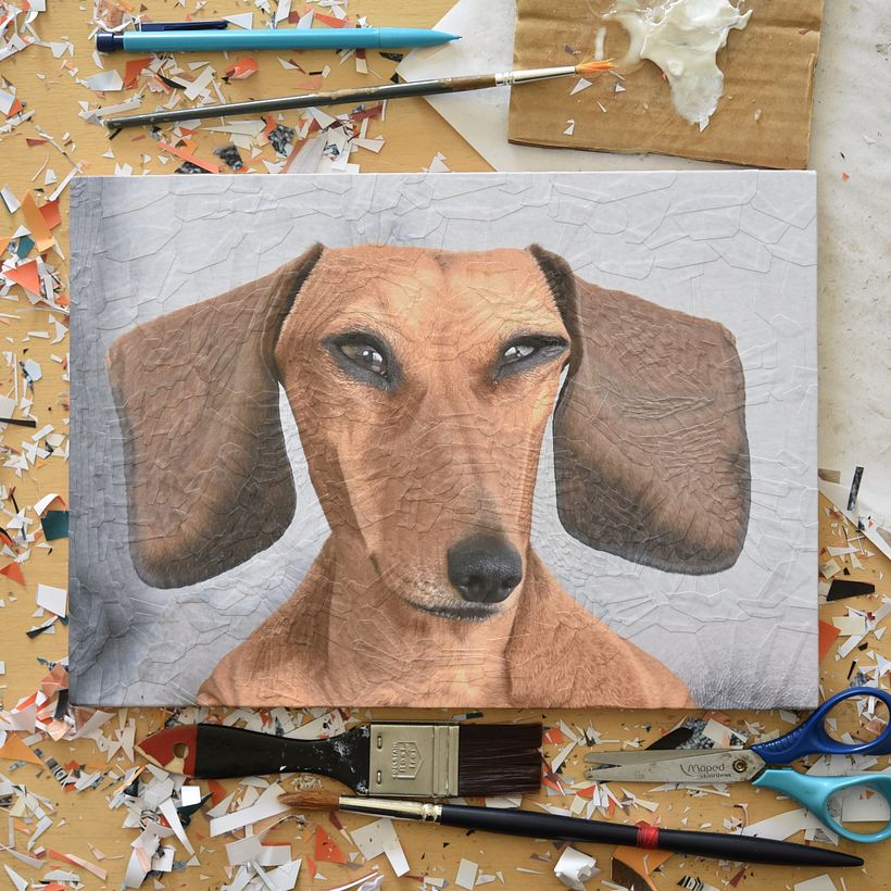 Katten en honden V 12