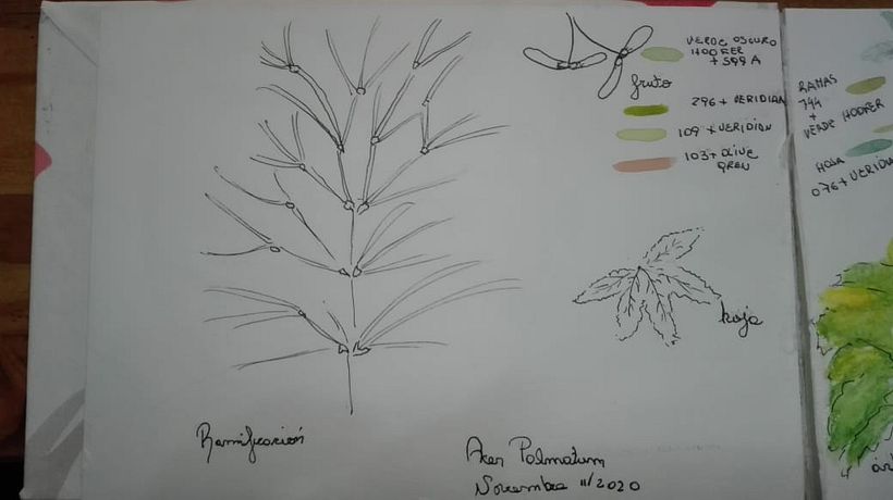 Mi Proyecto del curso: Cuaderno botánico en acuarela 0