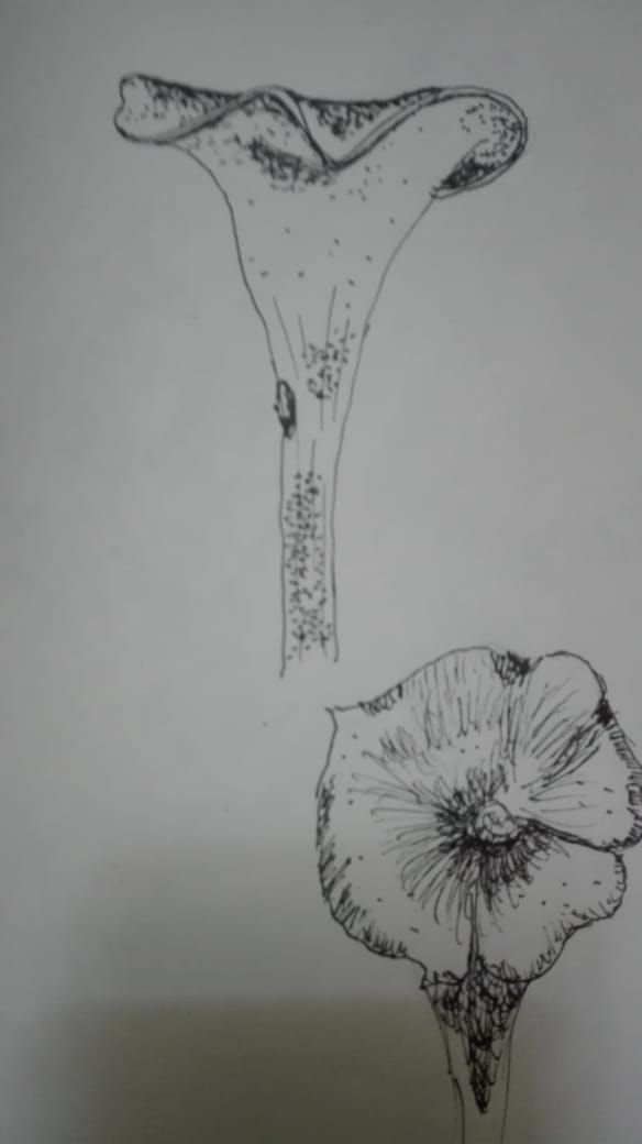 Mi Proyecto del curso: Cuaderno botánico en acuarela 2