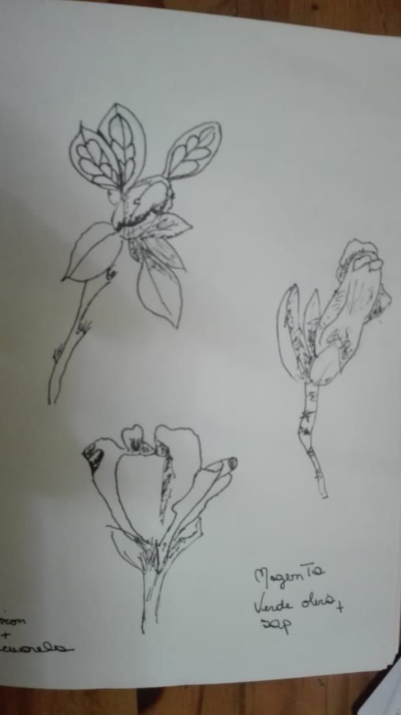 Mi Proyecto del curso: Cuaderno botánico en acuarela 3