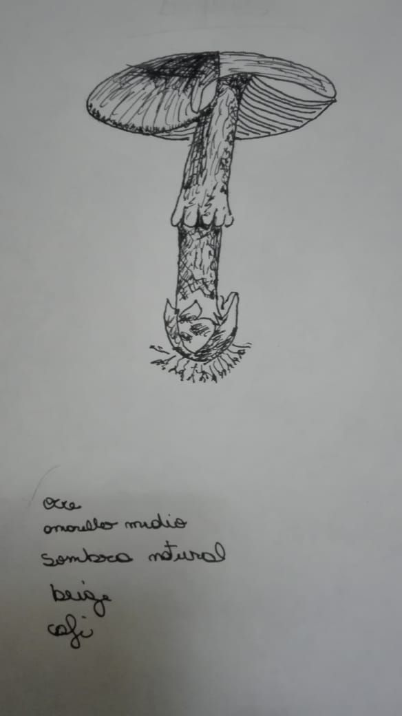 Mi Proyecto del curso: Cuaderno botánico en acuarela 6