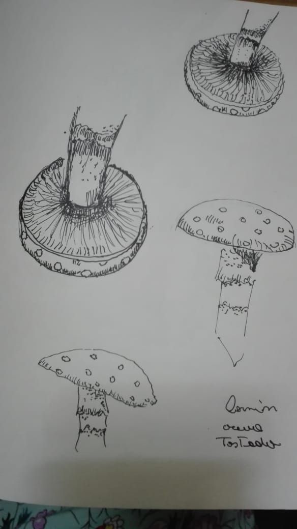 Mi Proyecto del curso: Cuaderno botánico en acuarela 7