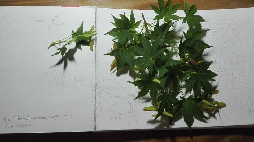 Mi Proyecto del curso: Cuaderno botánico en acuarela 8