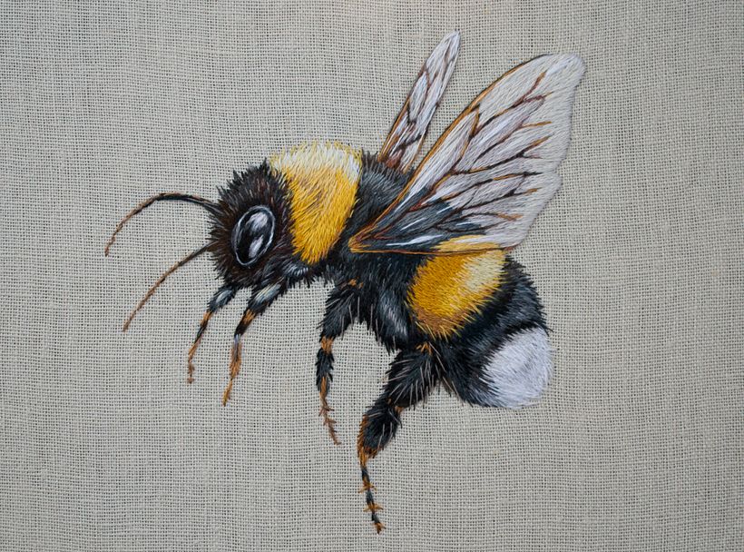 White Tailed Bumble Bee 0