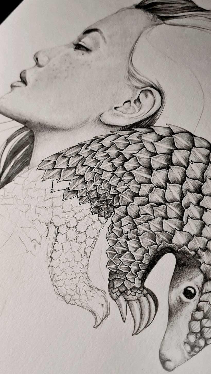 Plight of the Pangolin Illustration 3