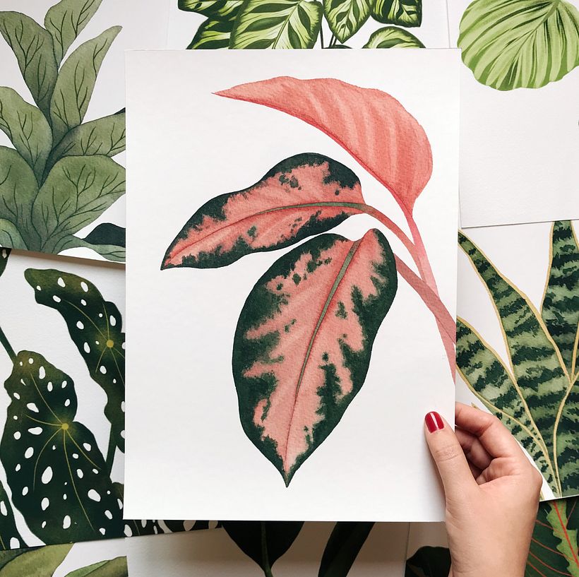 The colors of houseplants 1