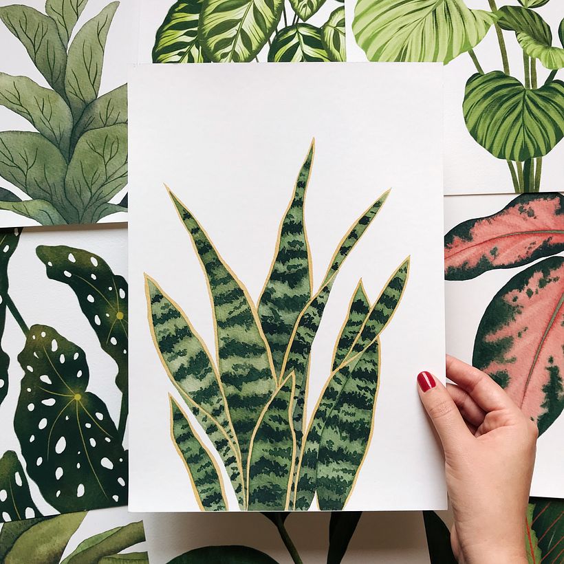 The colors of houseplants 3