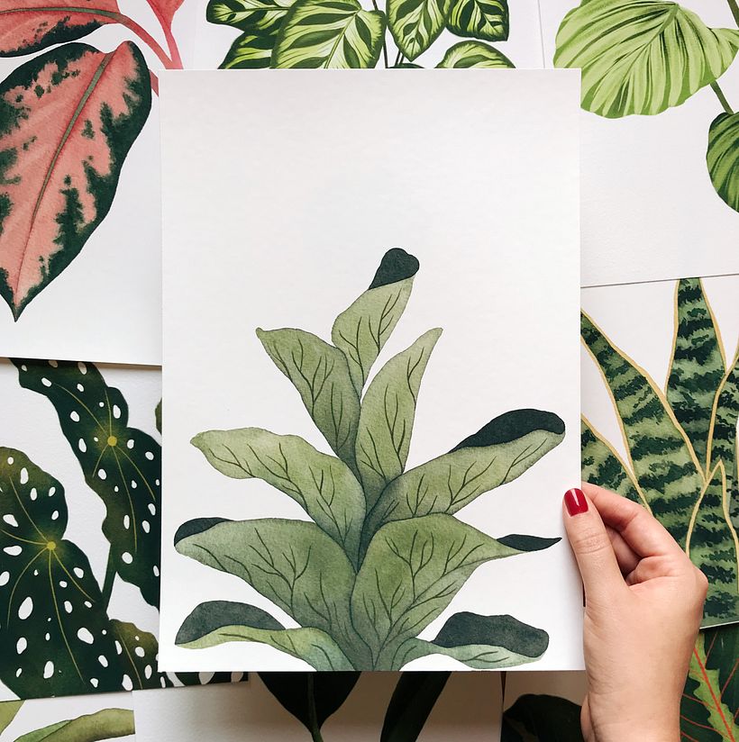 The colors of houseplants 5