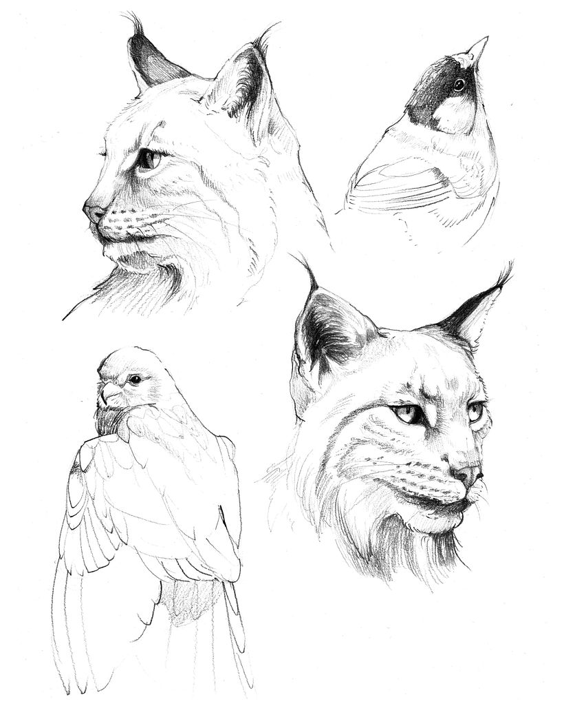 Animals - I chose to include two lynxes with two different expressions: a calmer and a more aggressive one.