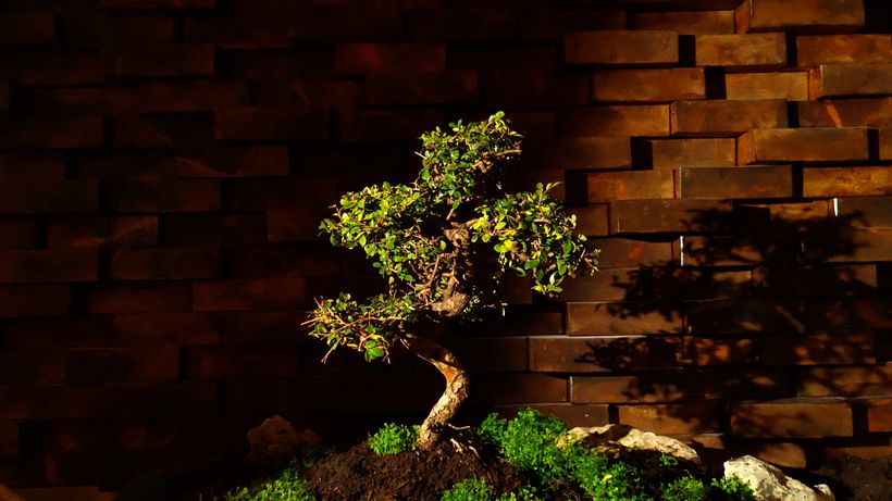 OS VIRTUOSOS: O CHEF | Estúdios Xiaomi 1