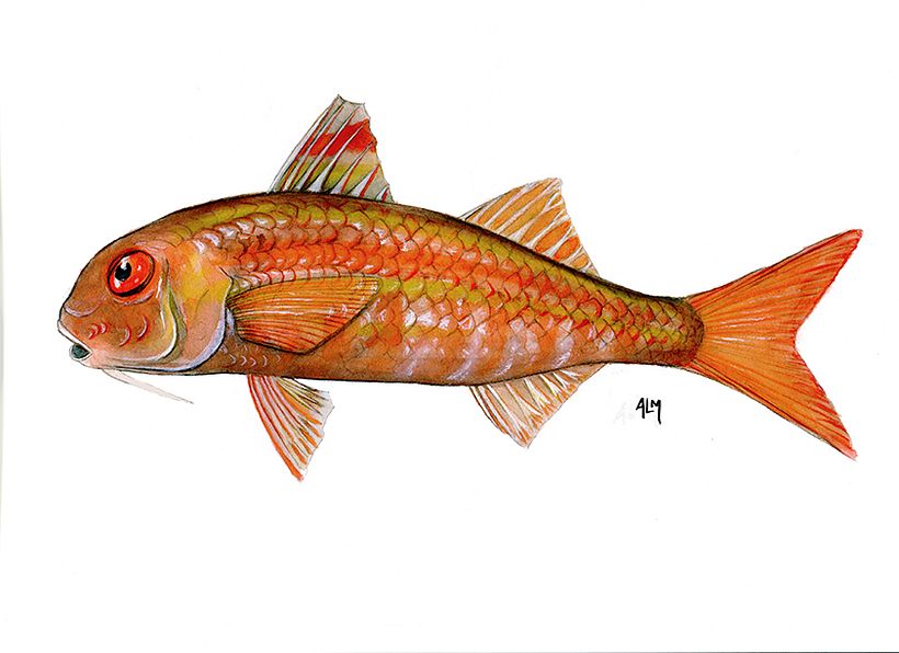 Mullus surmuletus. Ilustración científica realizada en el curso Ilustra peces de Illustraciencia