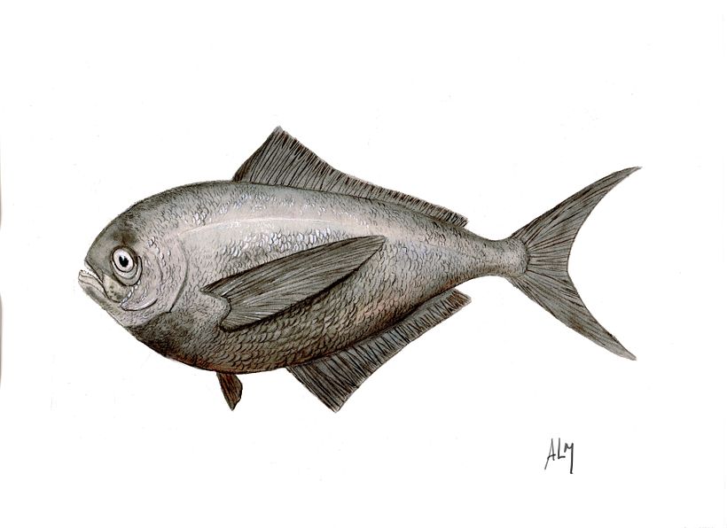 Brama australis. Ilustración científica realizada en el curso Ilustra peces de Illustraciencia