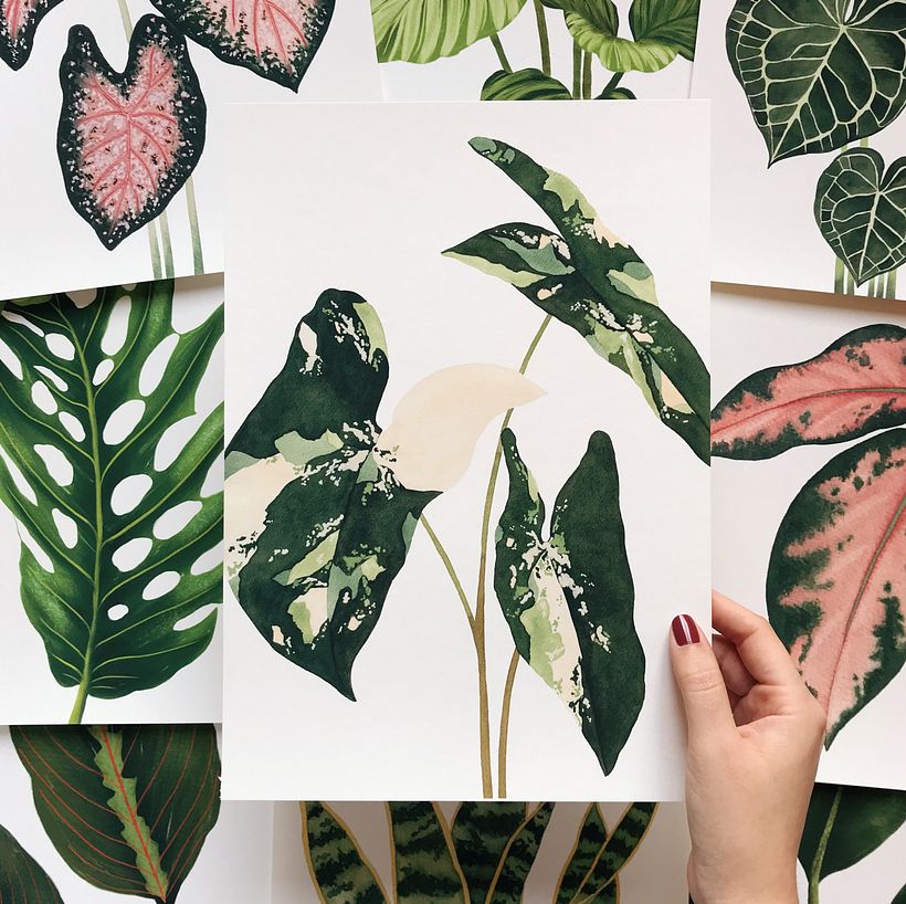 The colors of houseplants 6