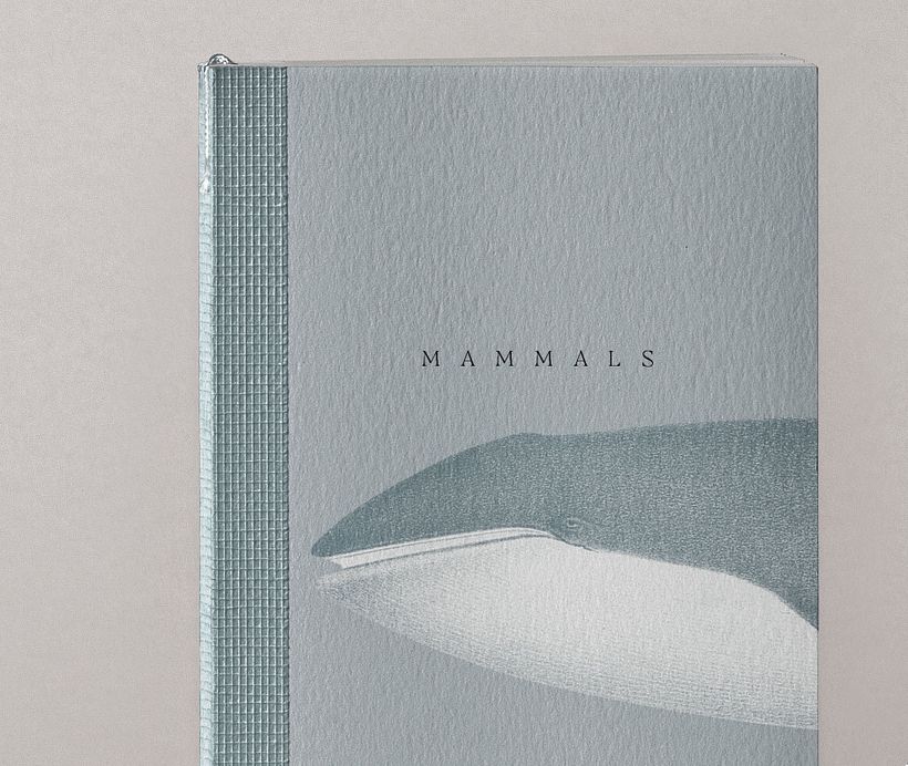 Moby Dick 5