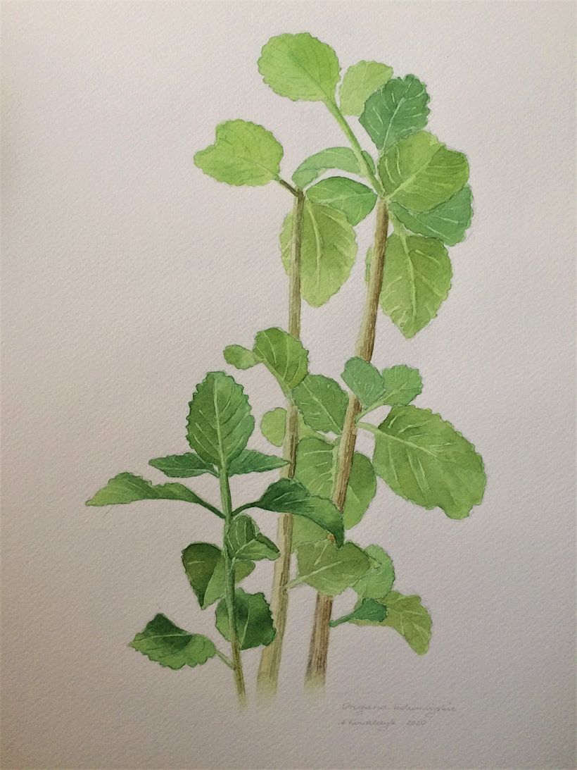 Mexican mint plant. 